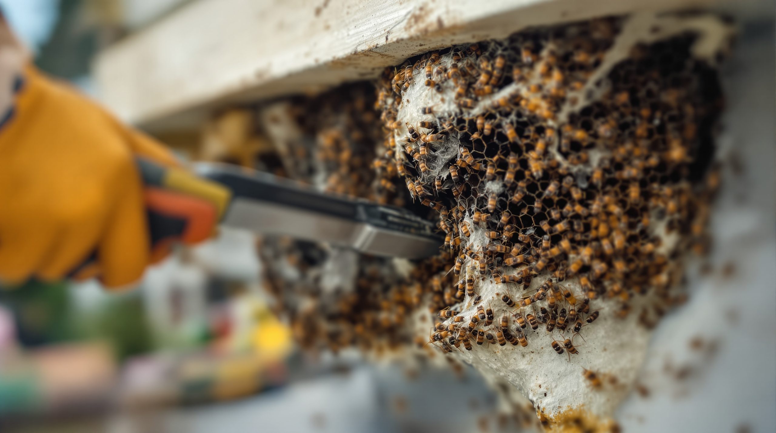 Qui paye destruction nid frelon : locataire ou propriétaire ? Découvrez vos droits !